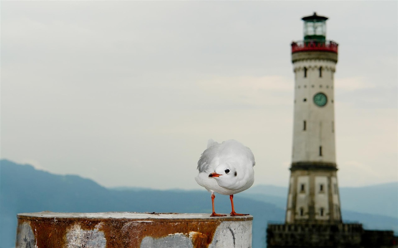 海上的鳥 海鷗高清壁紙 #10 - 1280x800