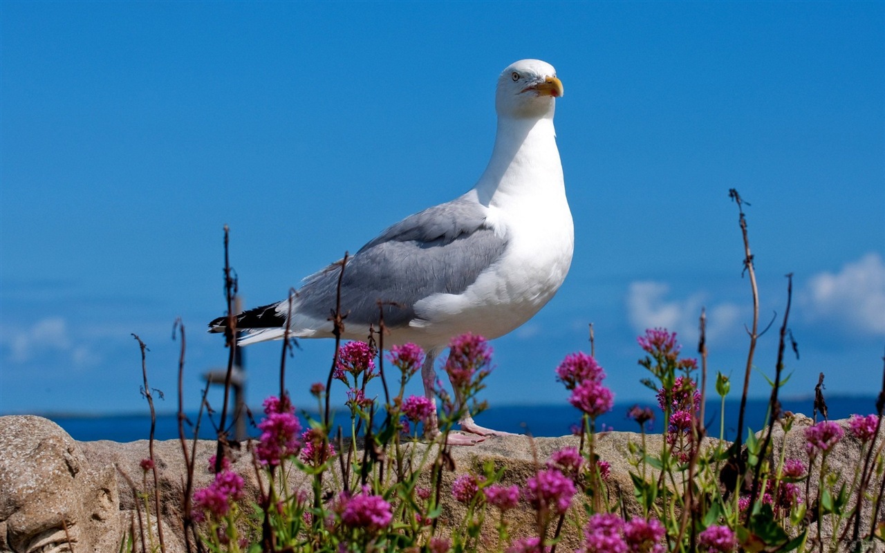 海上的鳥 海鷗高清壁紙 #11 - 1280x800