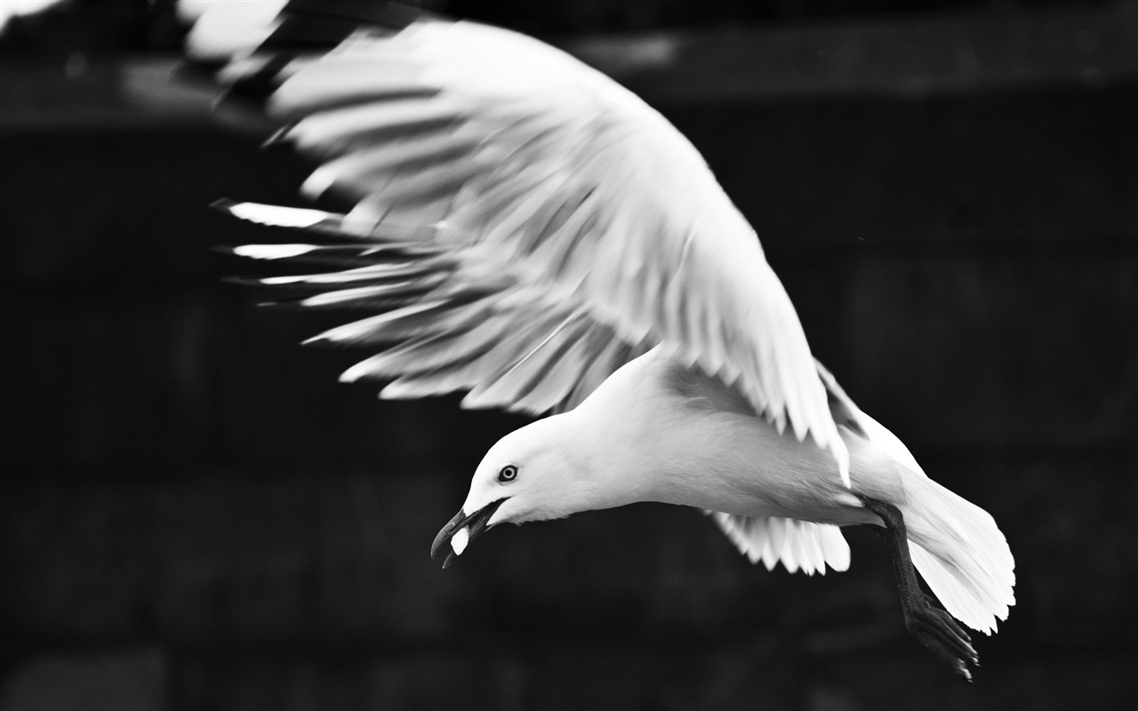 海上的鳥 海鷗高清壁紙 #13 - 1280x800