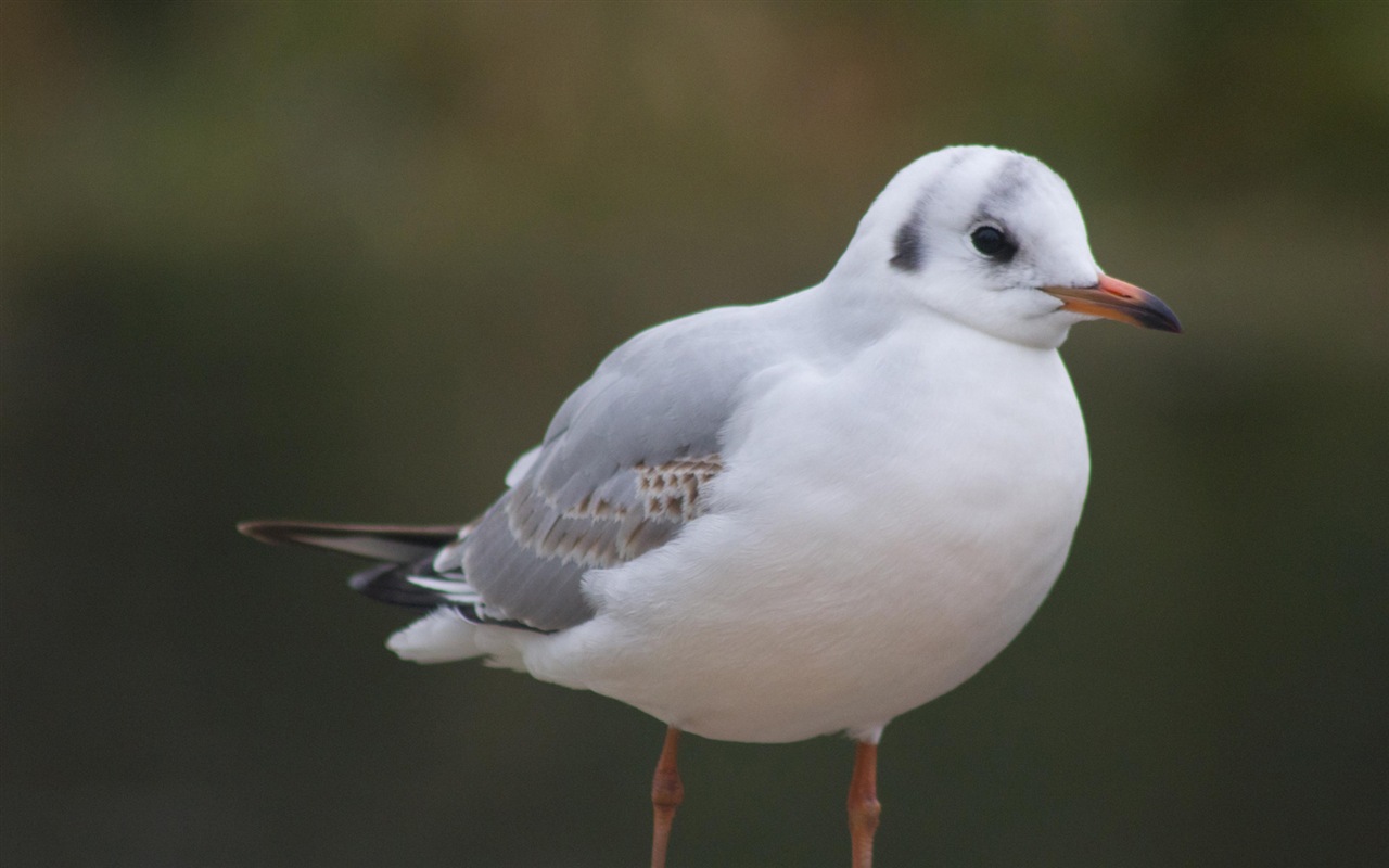 海上的鳥 海鷗高清壁紙 #16 - 1280x800