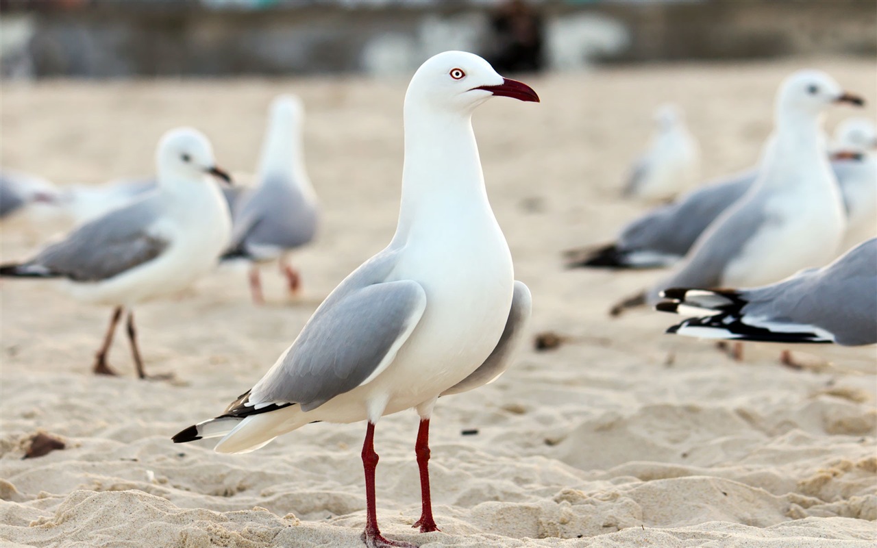 海上的鳥 海鷗高清壁紙 #17 - 1280x800