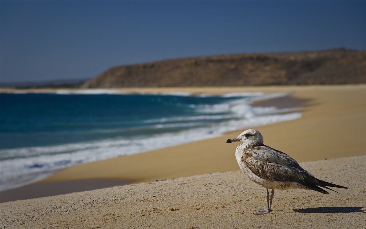 海上的鳥 海鷗高清壁紙 #19 - 1280x800