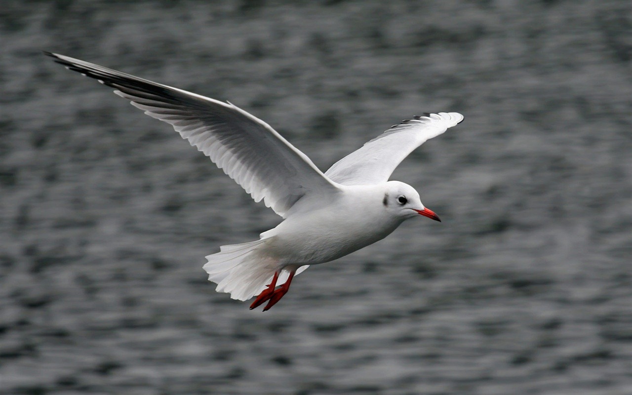 海上的鳥 海鷗高清壁紙 #20 - 1280x800