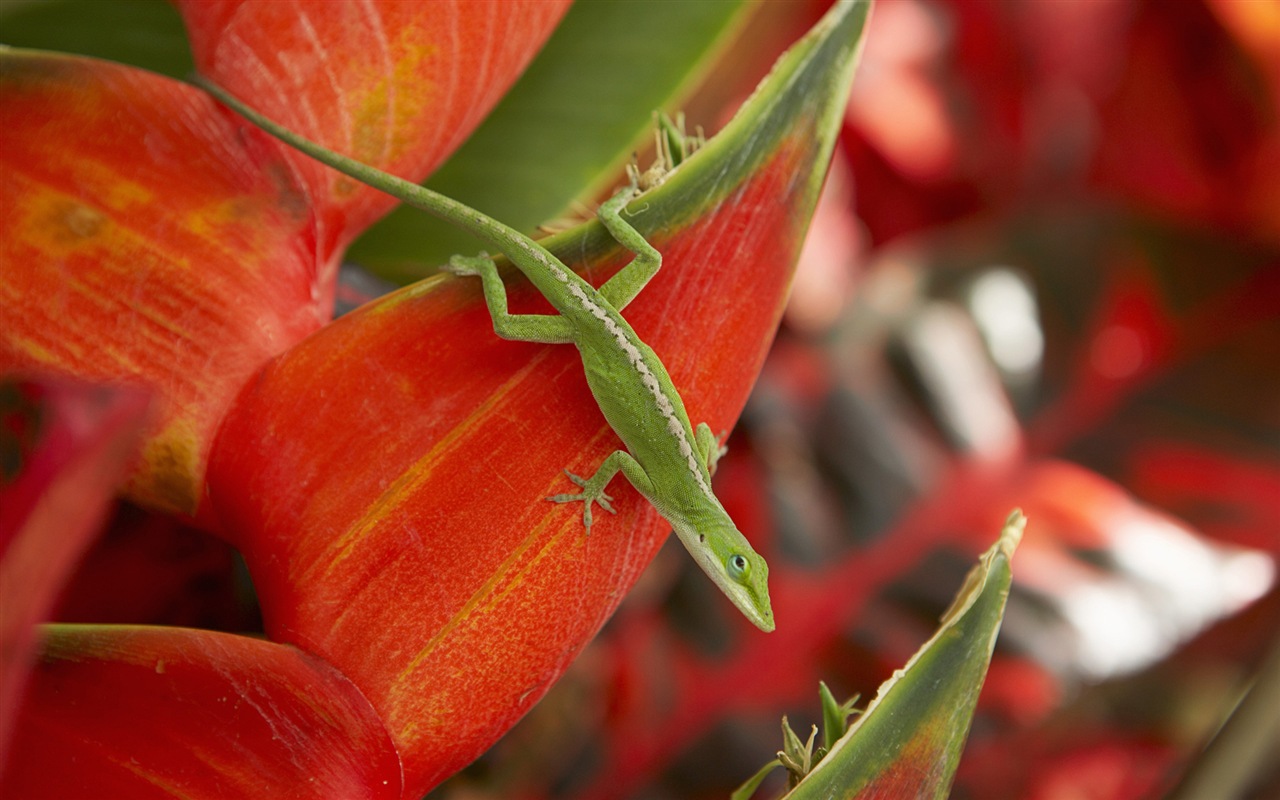 Windows 8 theme wallpaper: Hawaiian scenery #2 - 1280x800