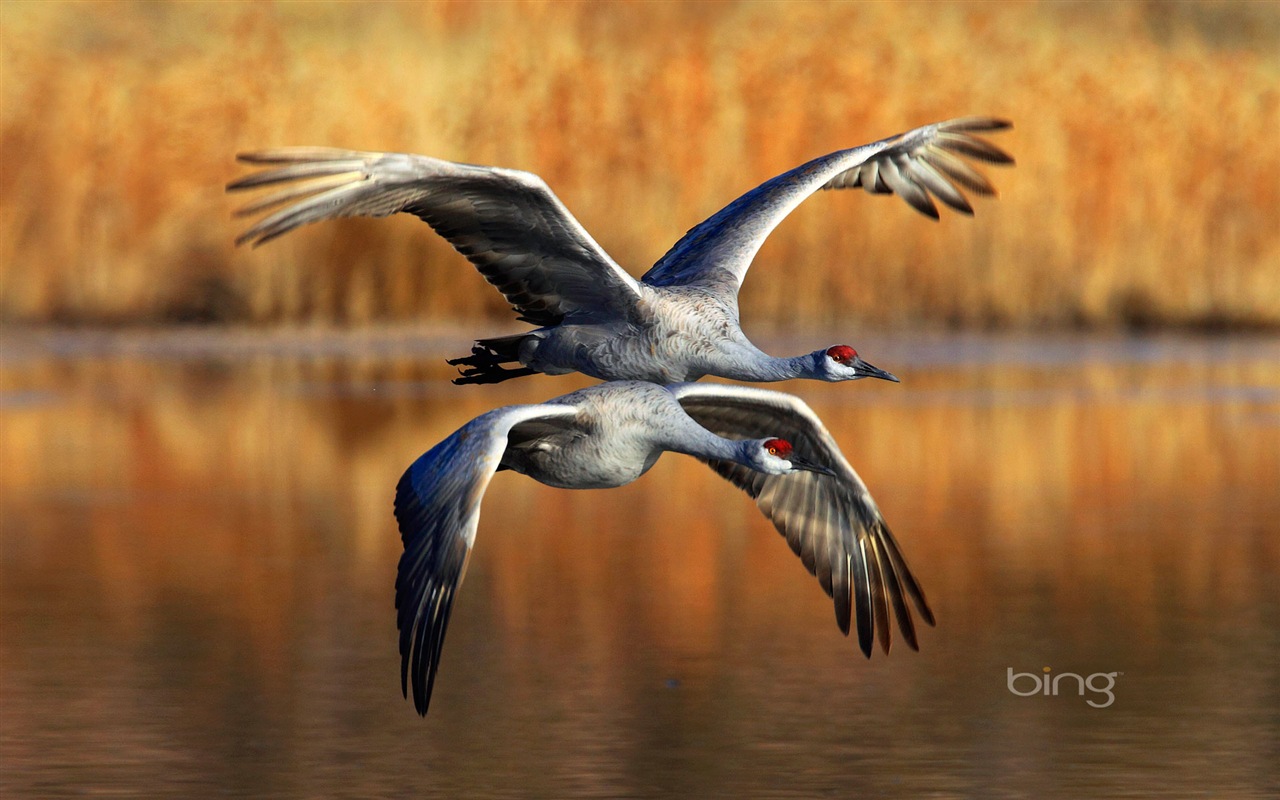 2013 Bing 必應秋季風景、動物、城市高清壁紙 #22 - 1280x800