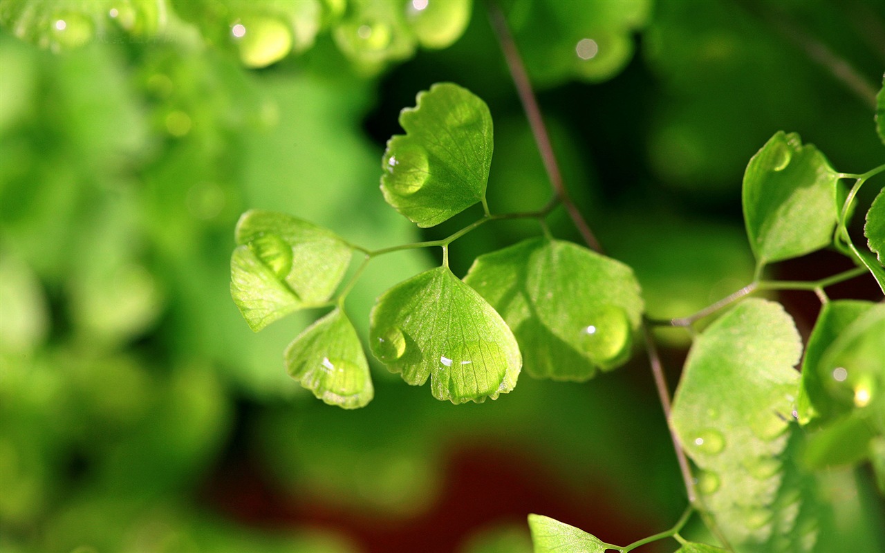 Adiantum verde plantas HD wallpapers #1 - 1280x800