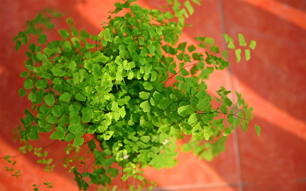アジアンタム緑色植物HDの壁紙 #2 - 1280x800
