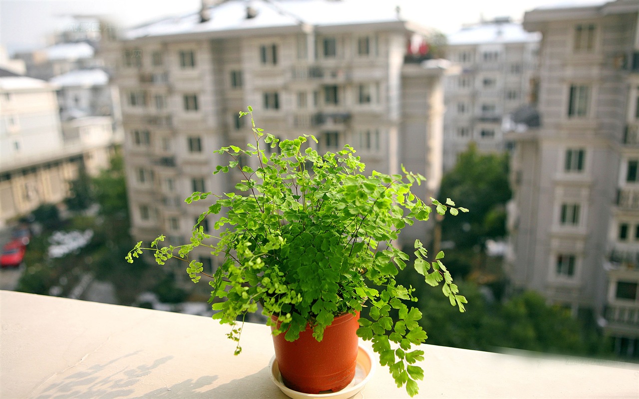 Adiantum plantes vertes écran HD #3 - 1280x800