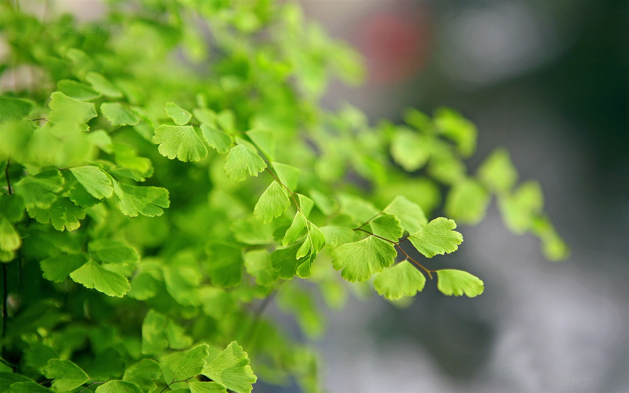 Adiantum 녹색 식물 HD 배경 화면 #4 - 1280x800