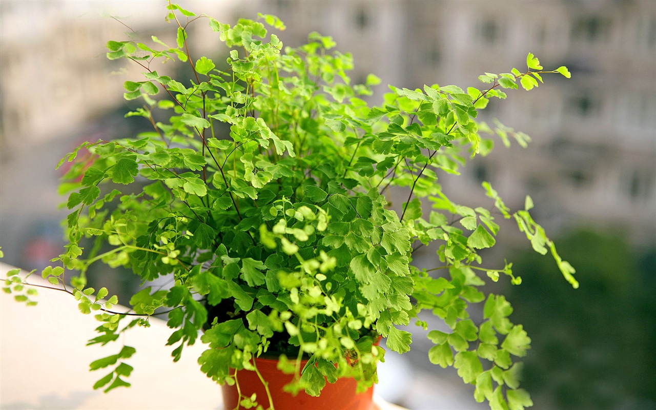 鐵線蕨綠色植物高清壁紙 #5 - 1280x800