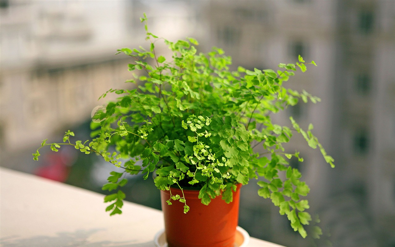 鐵線蕨綠色植物高清壁紙 #6 - 1280x800