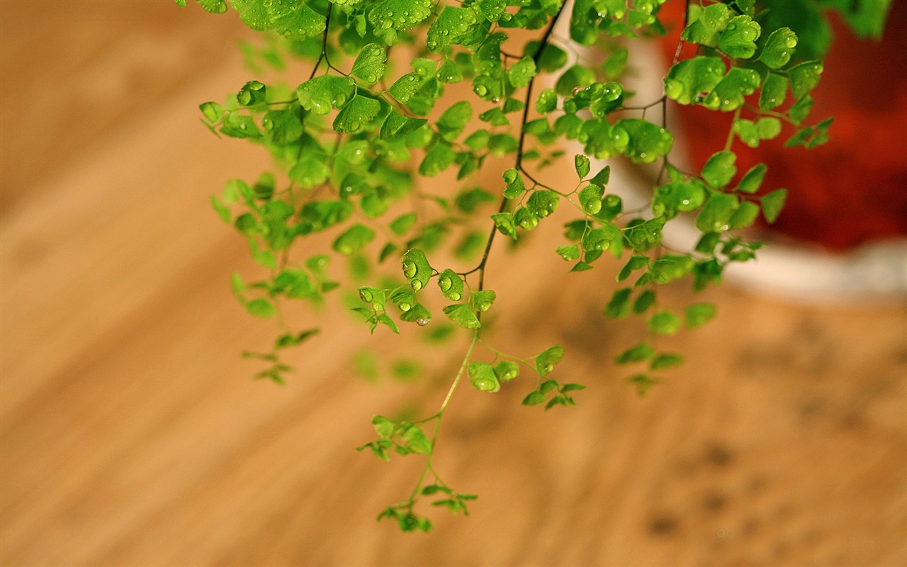 Adiantum green plants HD wallpapers #7 - 1280x800