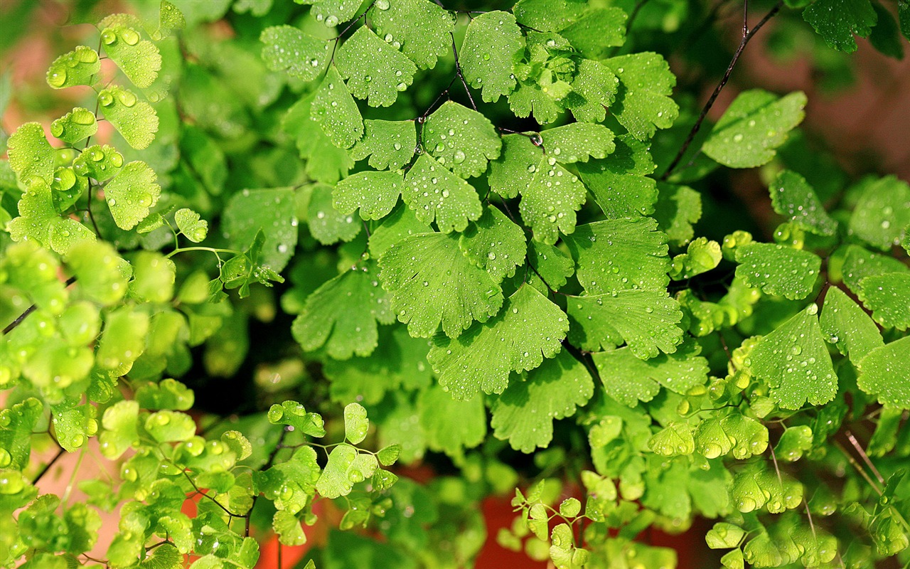 Adiantum verde plantas HD wallpapers #8 - 1280x800