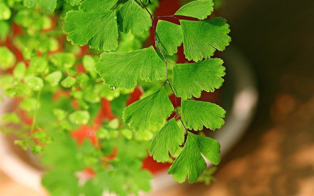 Adiantum verde plantas HD wallpapers #10 - 1280x800