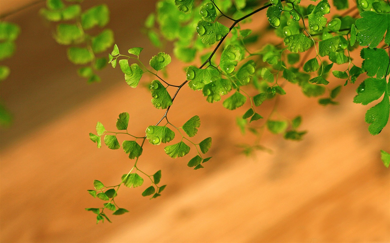 アジアンタム緑色植物HDの壁紙 #11 - 1280x800