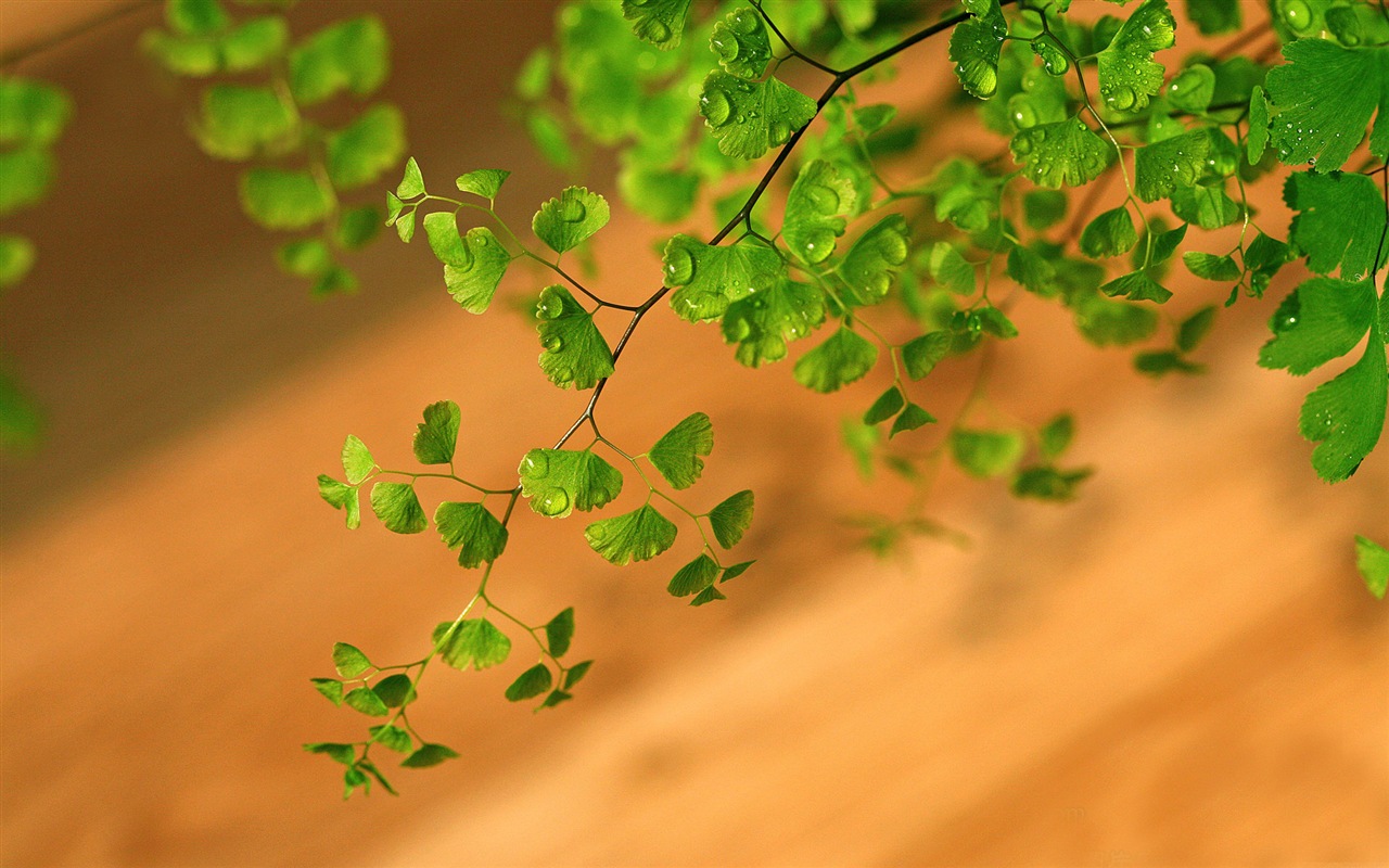 Adiantum plantes vertes écran HD #11 - 1280x800