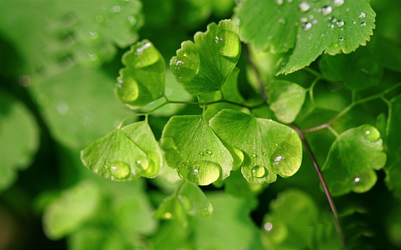 Adiantum green plants HD wallpapers #14 - 1280x800