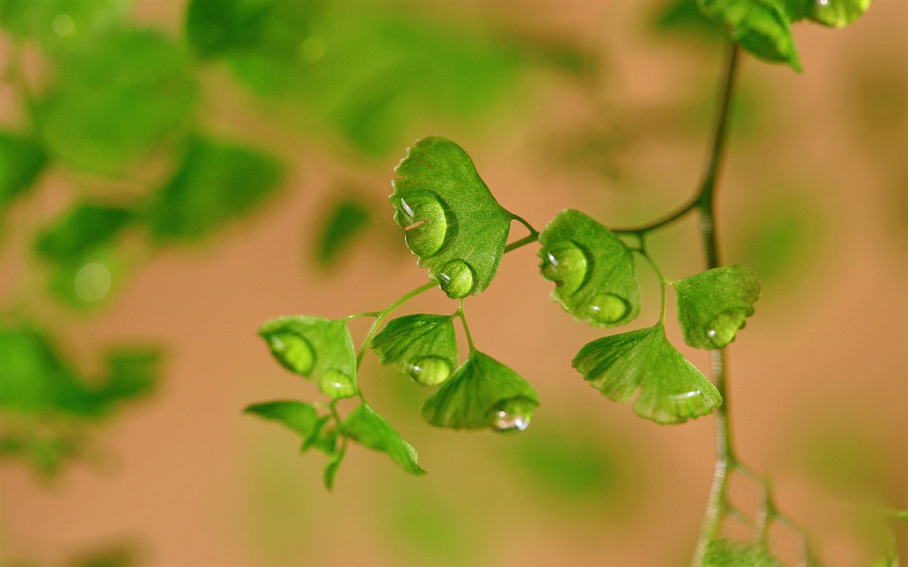Adiantum 녹색 식물 HD 배경 화면 #15 - 1280x800