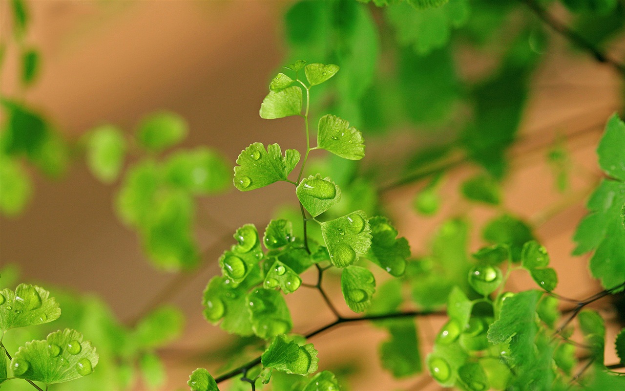 Adiantum verde plantas HD wallpapers #17 - 1280x800