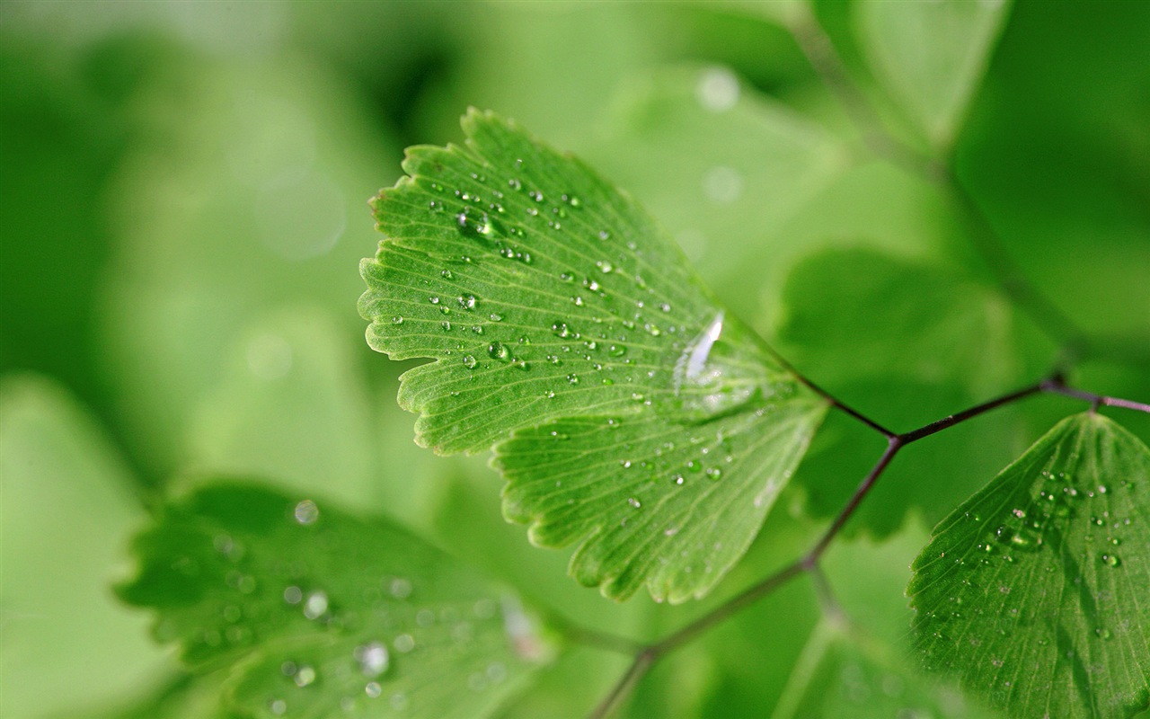 鐵線蕨綠色植物高清壁紙 #18 - 1280x800