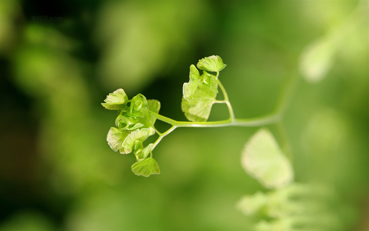 鐵線蕨綠色植物高清壁紙 #20 - 1280x800