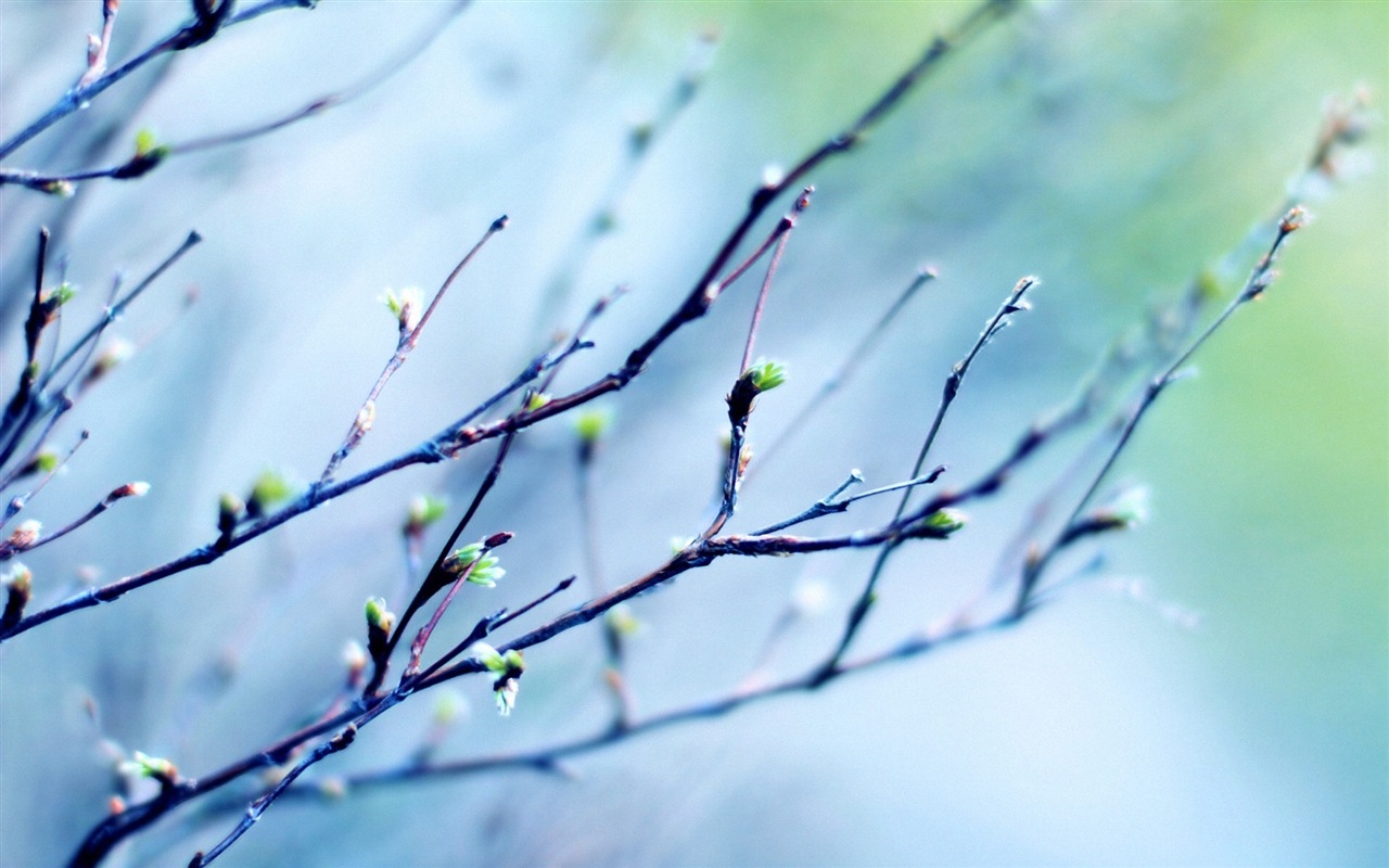 Primavera brotes en los árboles wallpapers HD #1 - 1280x800
