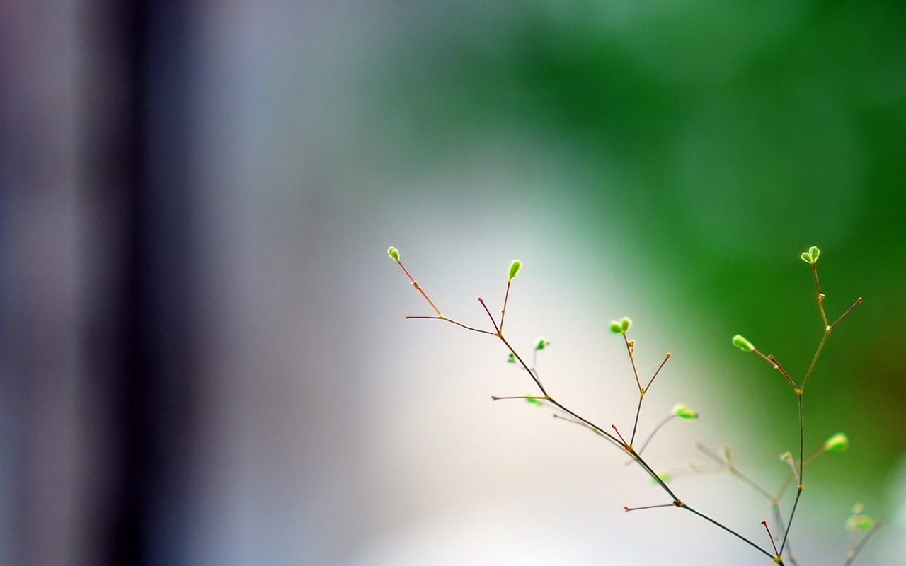 春天树梢上的嫩芽 高清壁纸2 - 1280x800