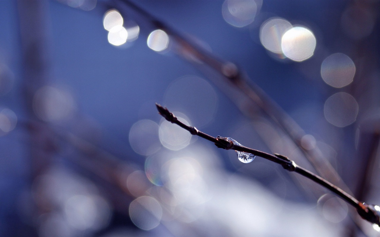 Spring buds on the trees HD wallpapers #3 - 1280x800