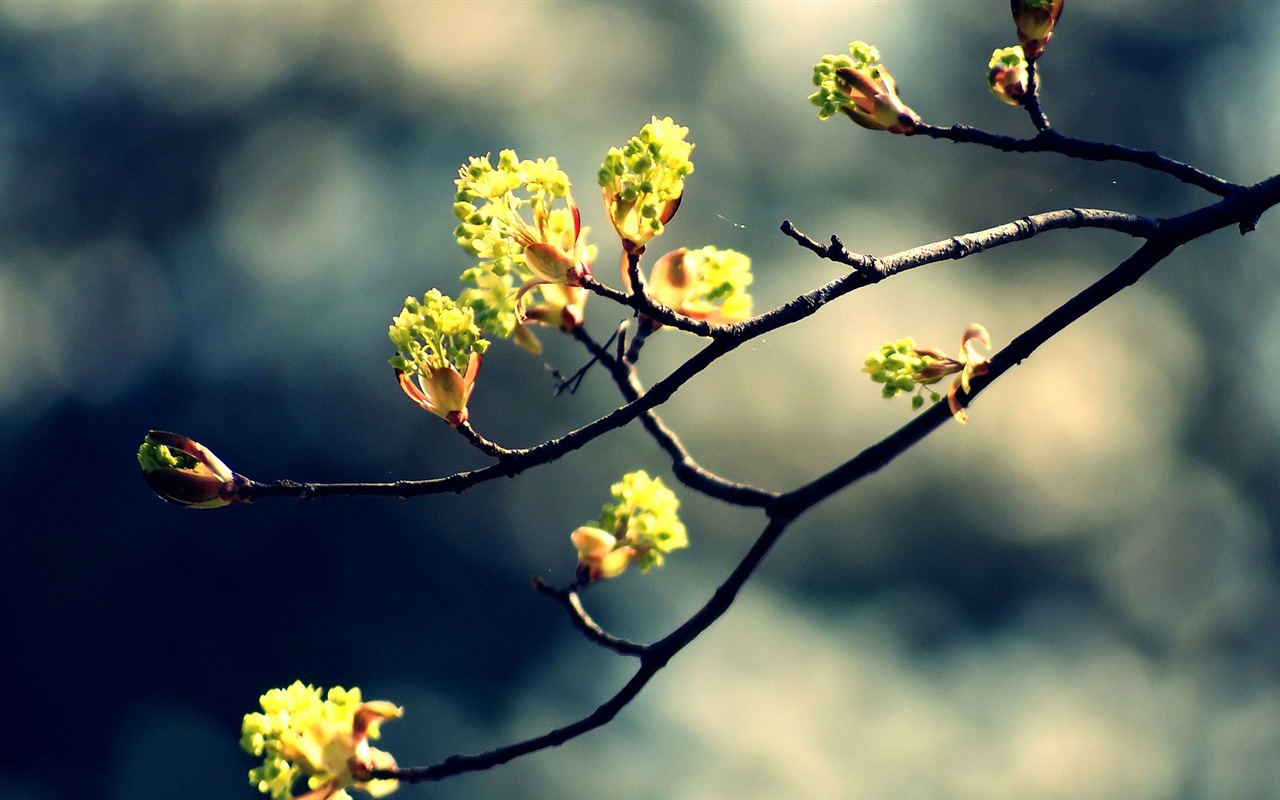 Spring buds on the trees HD wallpapers #6 - 1280x800