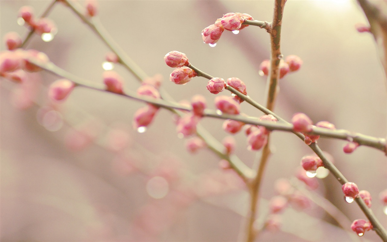 Spring buds on the trees HD wallpapers #7 - 1280x800
