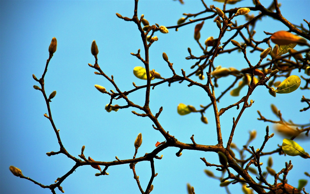 Primavera brotes en los árboles wallpapers HD #8 - 1280x800