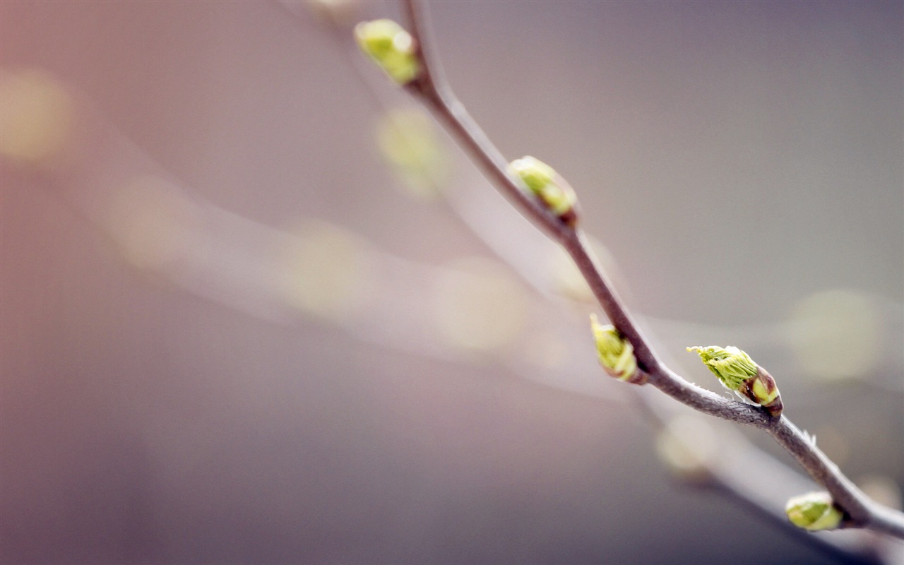 Spring buds on the trees HD wallpapers #9 - 1280x800