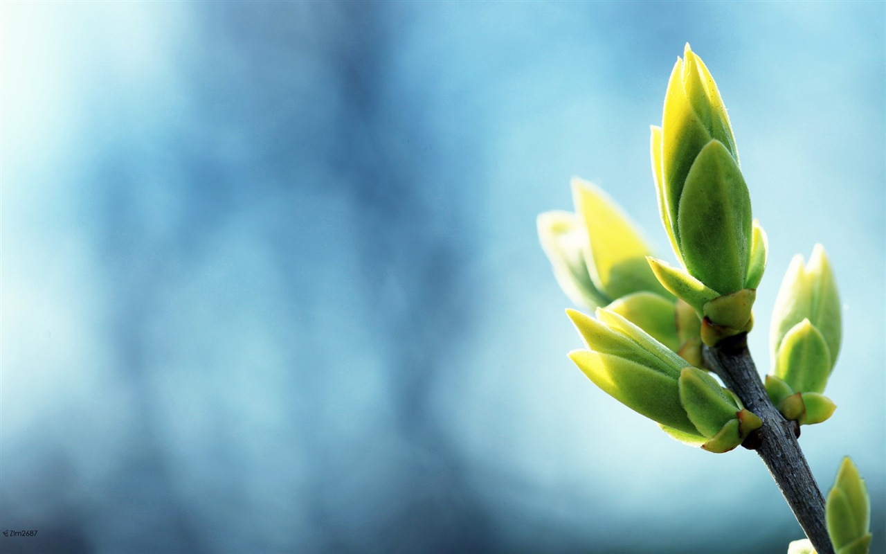 Spring buds on the trees HD wallpapers #10 - 1280x800
