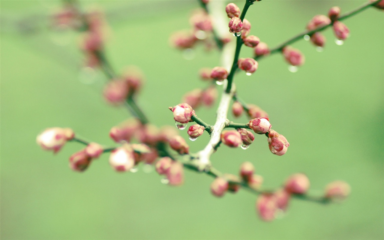 Primavera brotes en los árboles wallpapers HD #11 - 1280x800