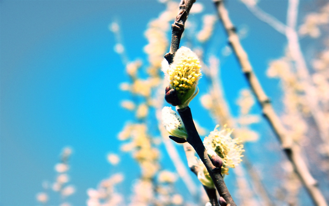 Primavera brotes en los árboles wallpapers HD #12 - 1280x800