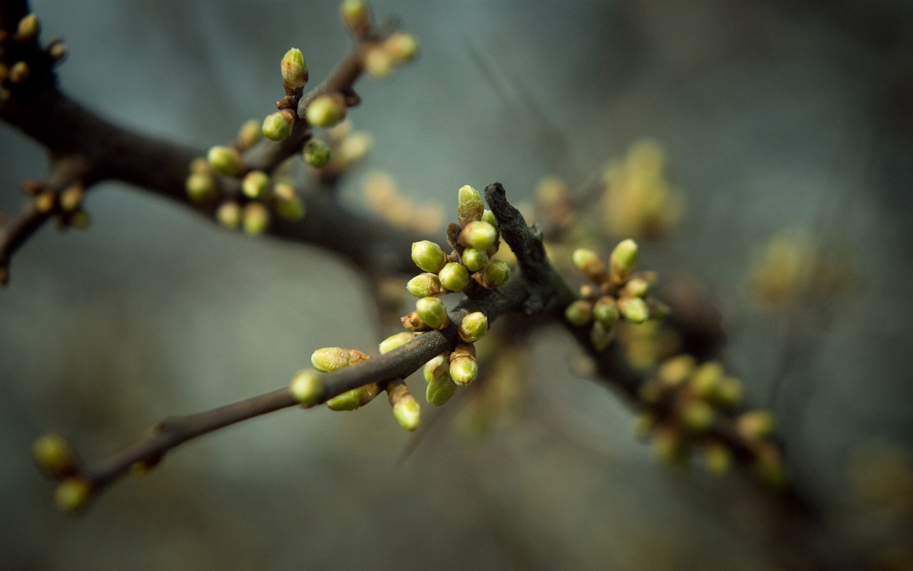 Spring buds on the trees HD wallpapers #15 - 1280x800