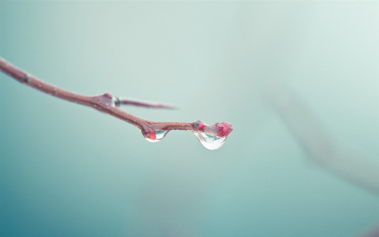 Spring buds on the trees HD wallpapers #16 - 1280x800