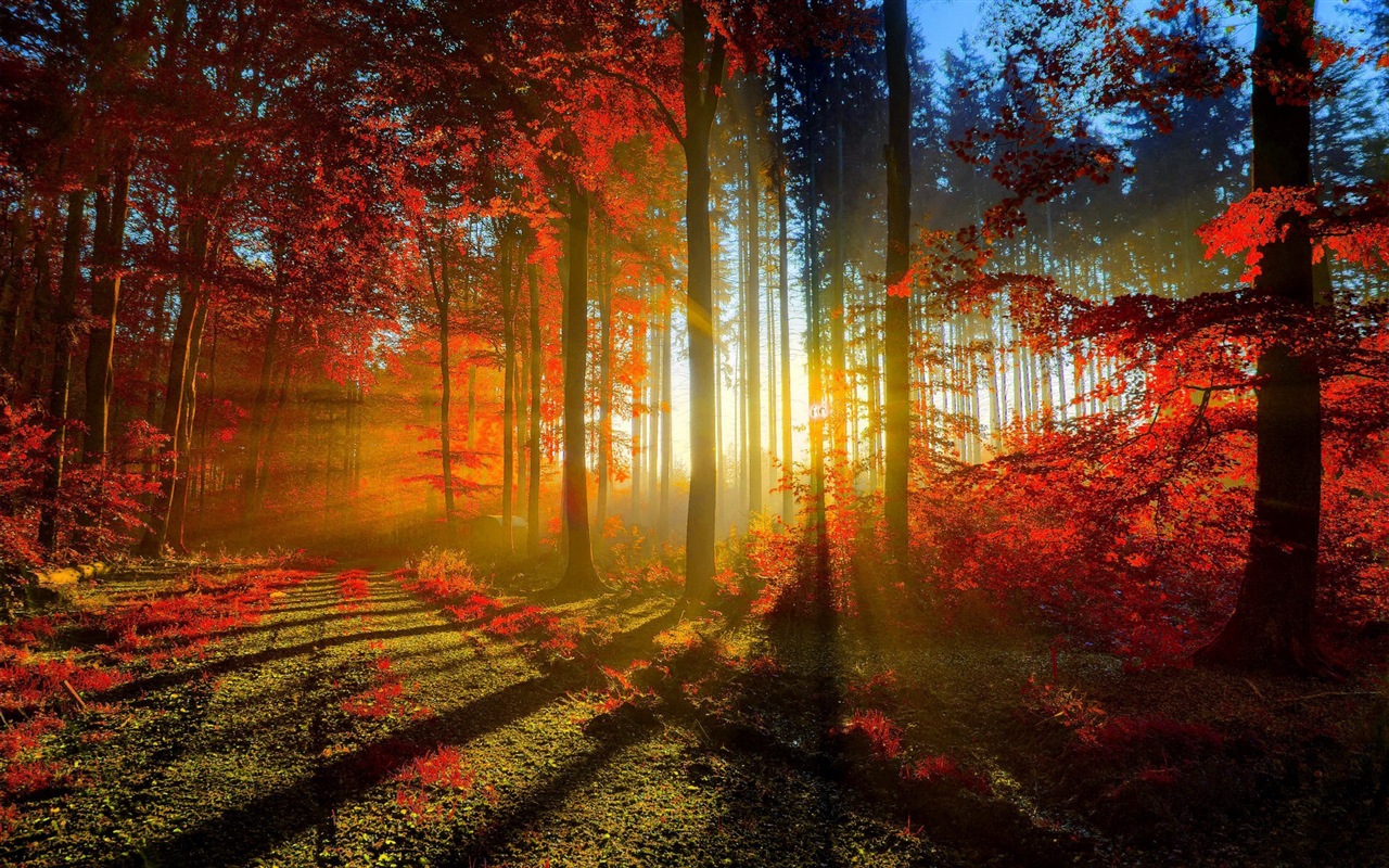 Herbst rote Blätter Waldbäumen HD Wallpaper #1 - 1280x800