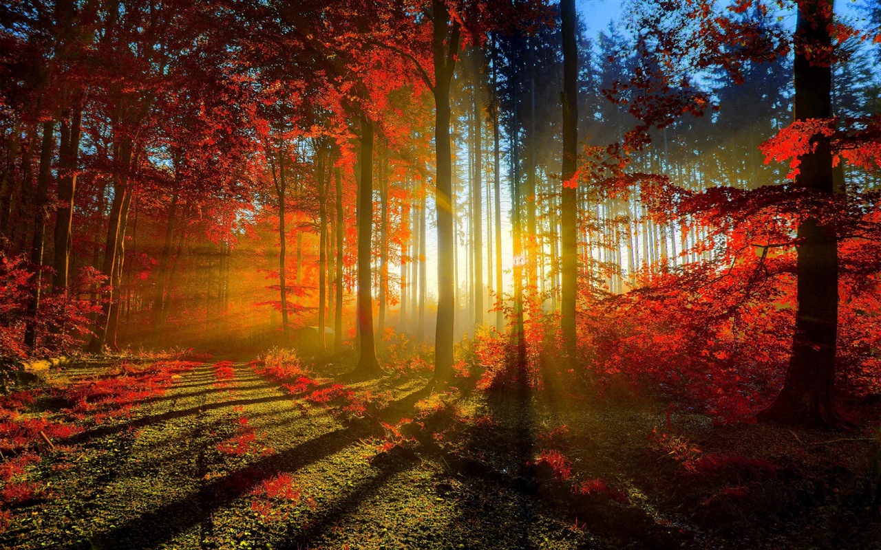 Autumn red leaves forest trees HD wallpaper #1 - 1280x800