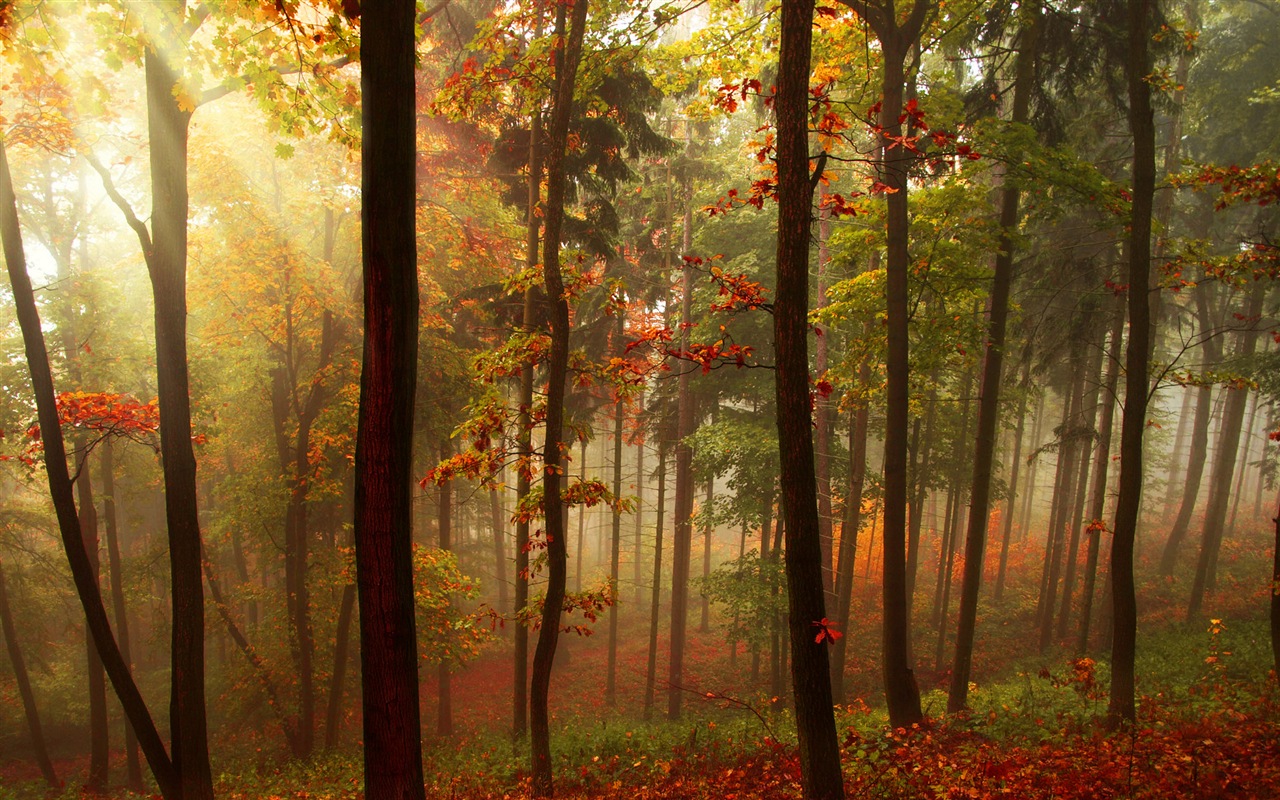 Automne feuilles rouges des arbres d'écran HD forêt #5 - 1280x800
