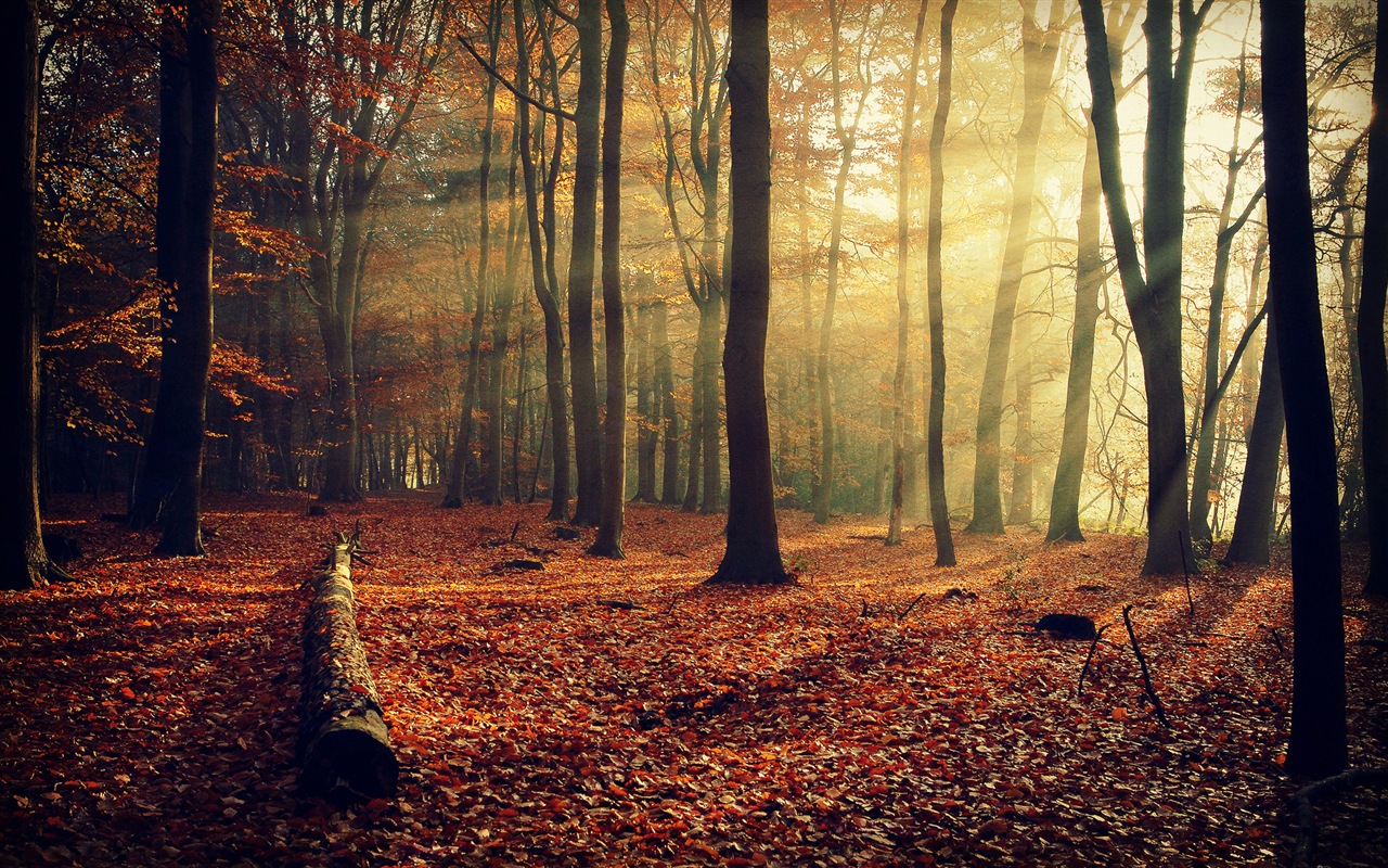 Automne feuilles rouges des arbres d'écran HD forêt #10 - 1280x800