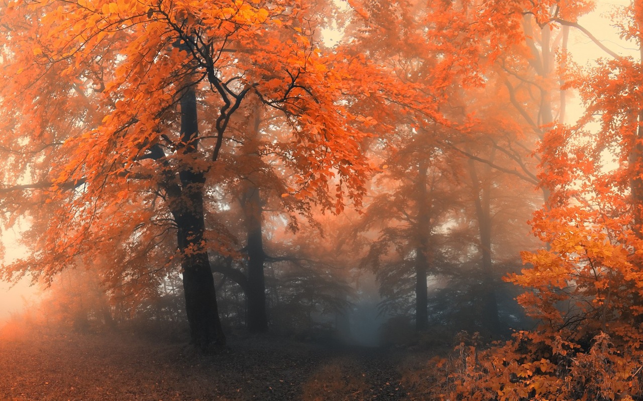 Herbst rote Blätter Waldbäumen HD Wallpaper #12 - 1280x800