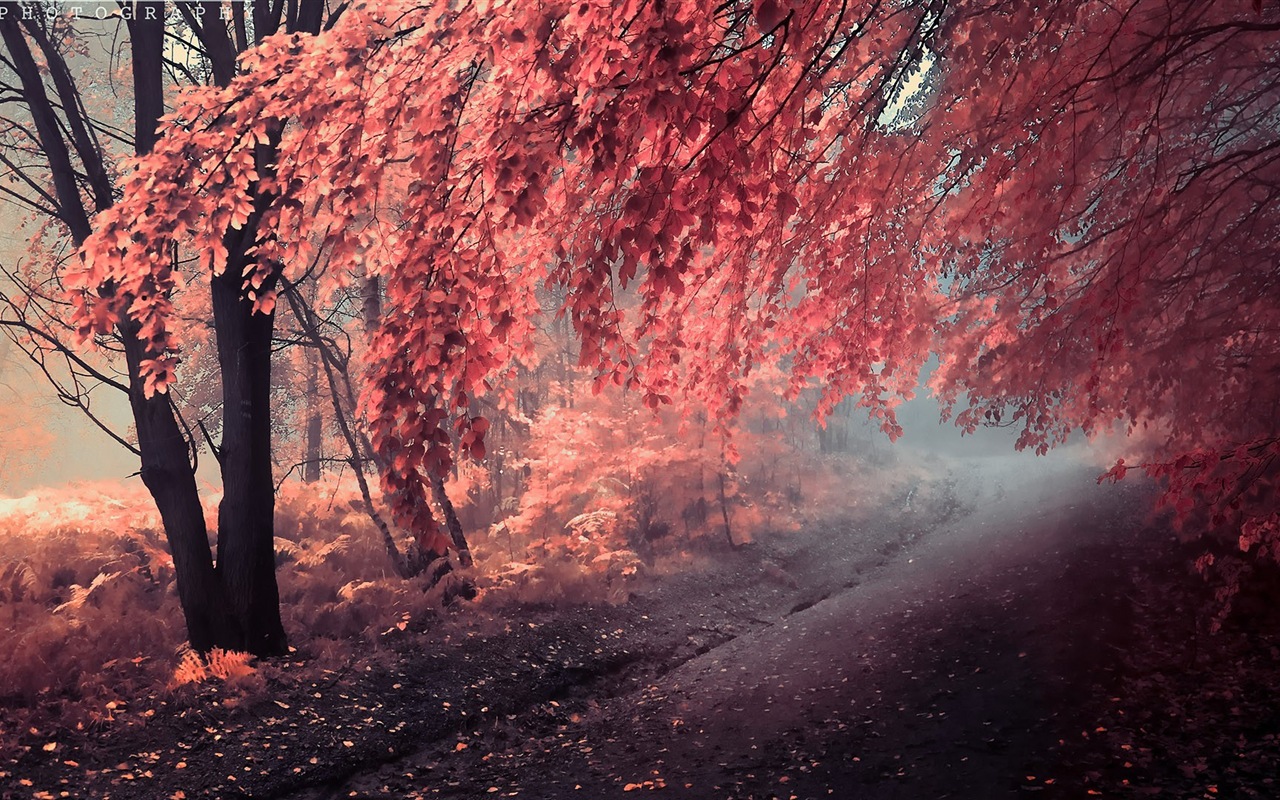Herbst rote Blätter Waldbäumen HD Wallpaper #13 - 1280x800