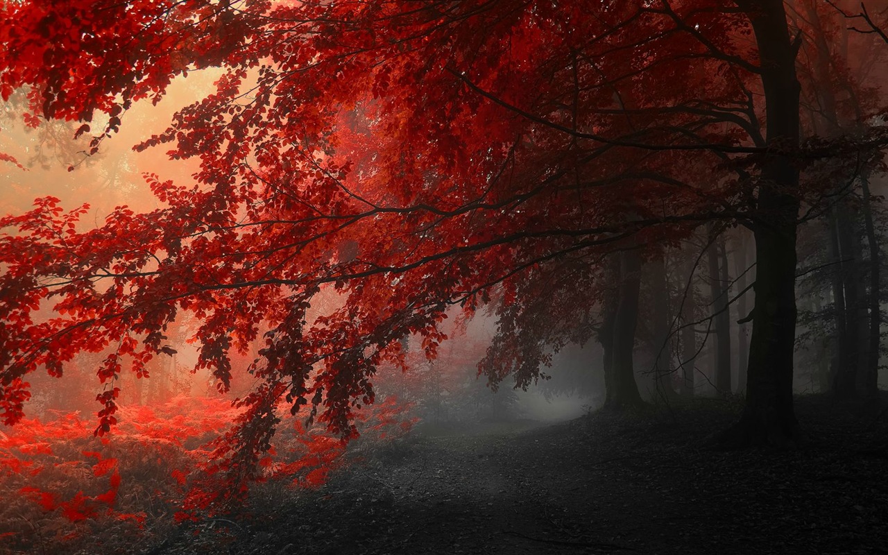 秋季紅葉森林樹木 高清壁紙 #14 - 1280x800
