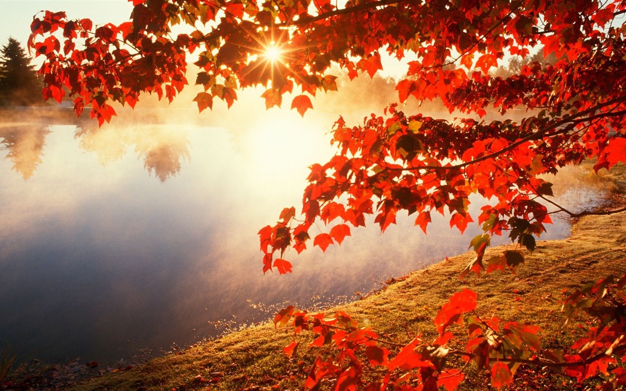 Automne feuilles rouges des arbres d'écran HD forêt #20 - 1280x800