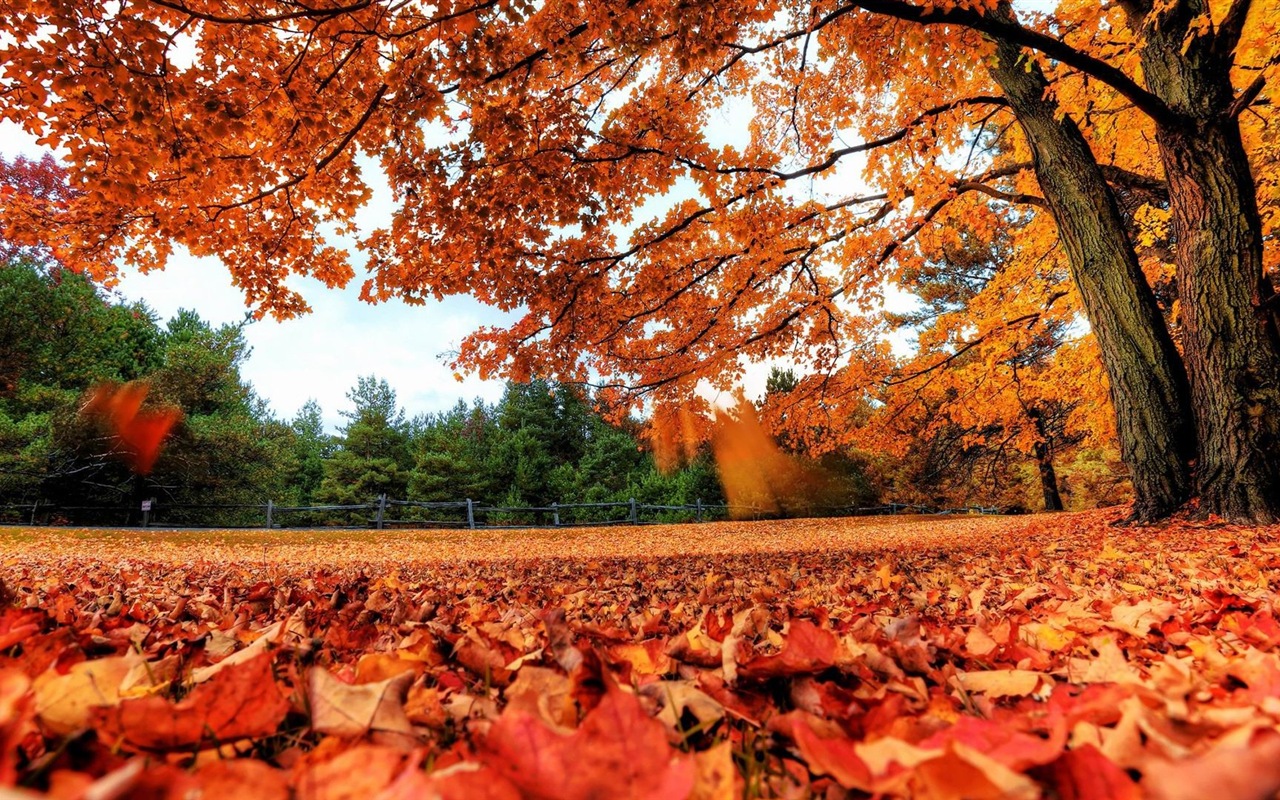 Windows 8.1 Theme HD wallpapers: beautiful autumn leaves #1 - 1280x800