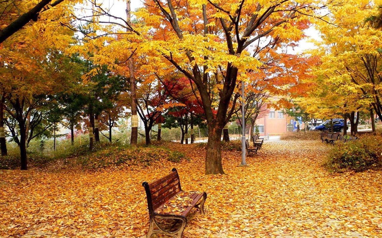 Windows 8.1 Theme HD wallpapers: beautiful autumn leaves #3 - 1280x800
