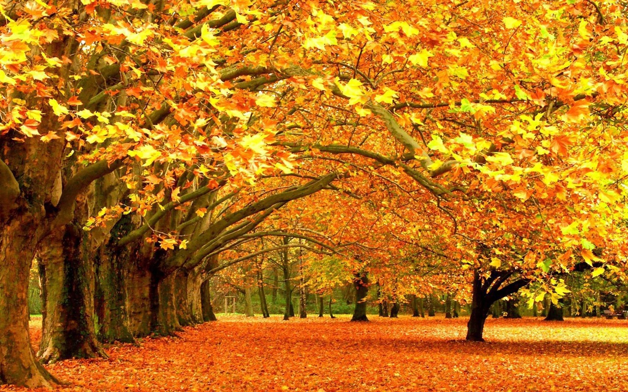 Thème de Windows 8.1 HD fonds d'écran: belles feuilles d'automne #6 - 1280x800