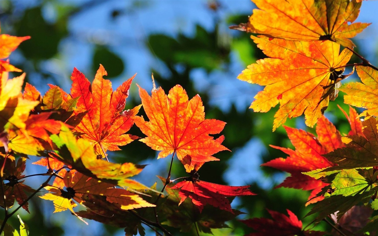 Windows 8.1 Theme HD wallpapers: beautiful autumn leaves #8 - 1280x800