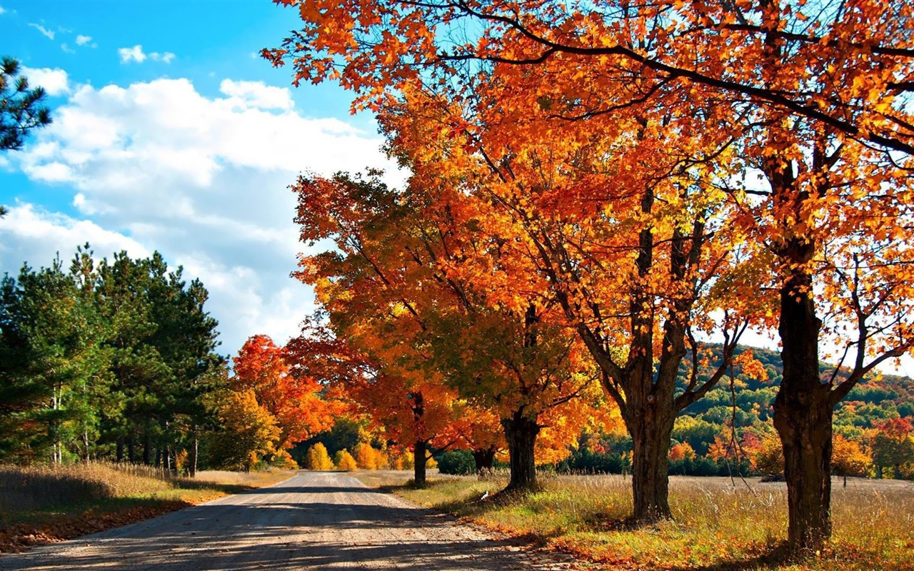 Thème de Windows 8.1 HD fonds d'écran: belles feuilles d'automne #10 - 1280x800